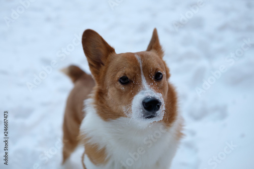 Obraz na płótnie corgi dog pet w salonie
