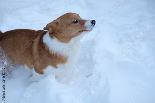 corgi dog pet