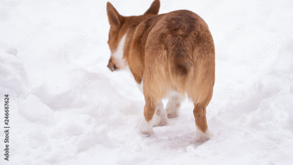 corgi dog pet