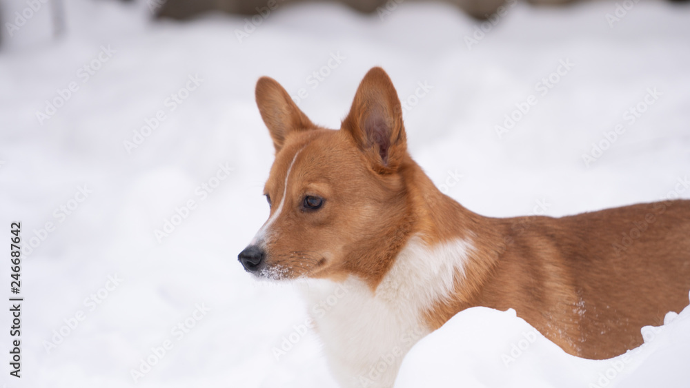 corgi dog pet