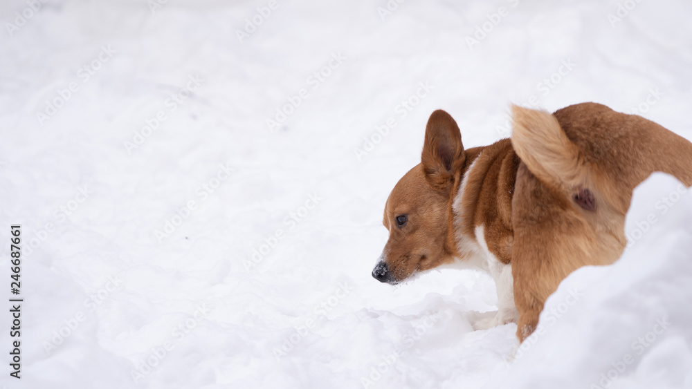 Fototapeta premium corgi dog pet