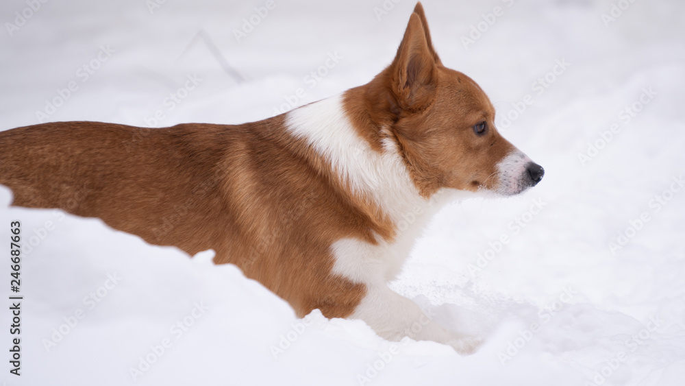 corgi dog pet