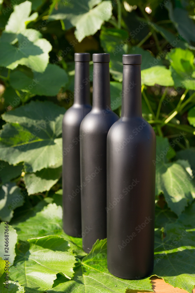 three bottles of black on the background of grape leaves, in the leaves, on the street. vineyard in the countryside. natural production. Home wine.