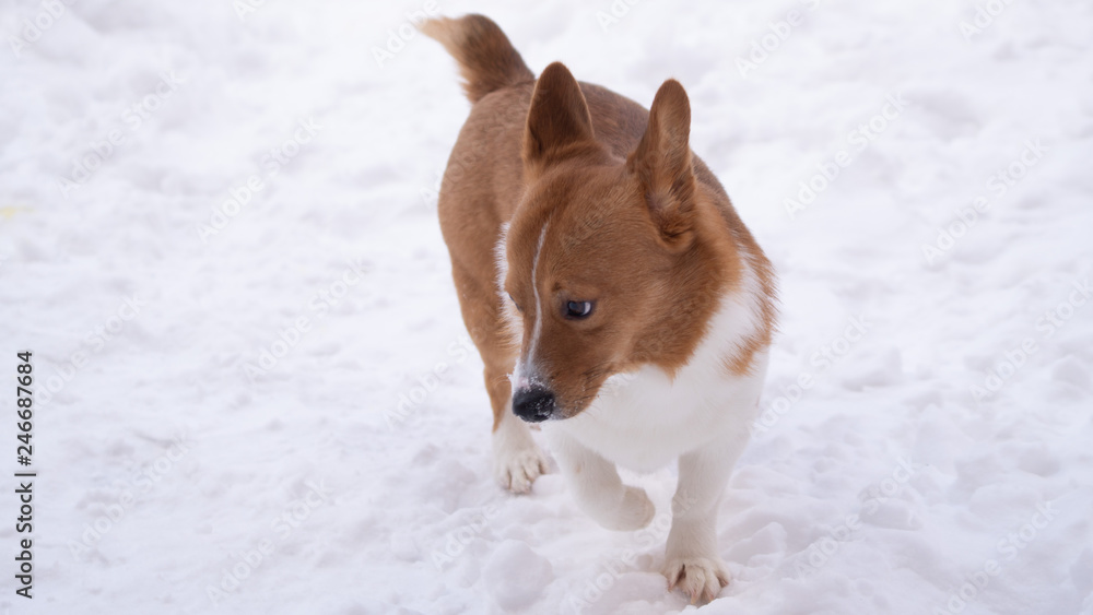 corgi dog pet