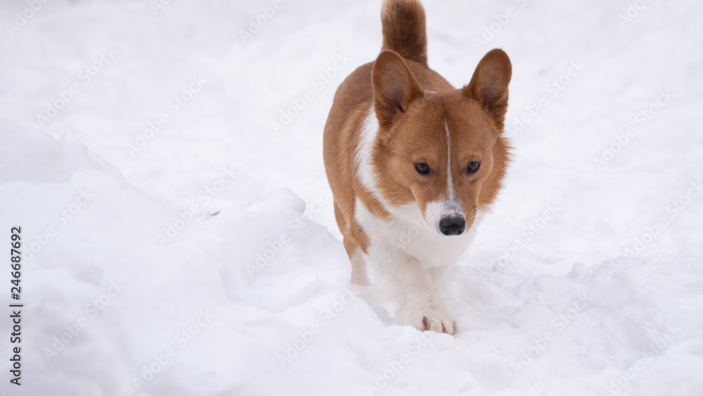 corgi dog pet