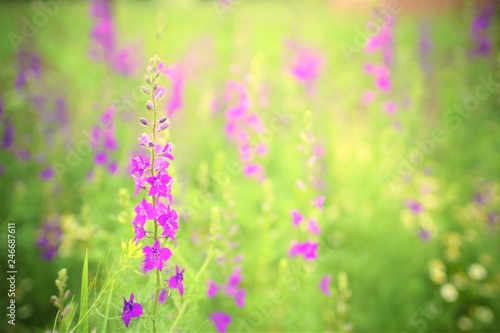 beautiful purple flowers in the spring forest on a sunny day