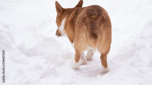 Obraz na płótnie corgi dog pet w salonie