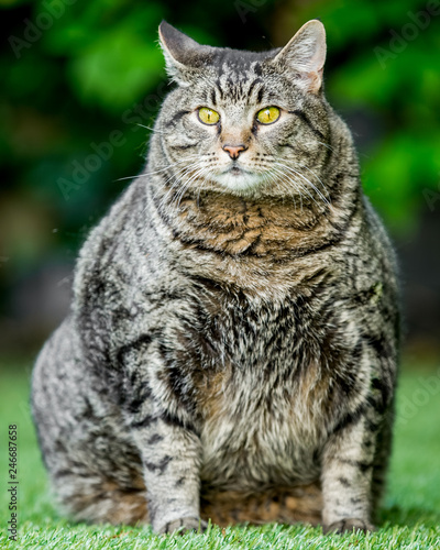 A very fat cat in a garden