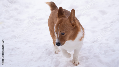 Obraz na płótnie corgi dog pet w salonie
