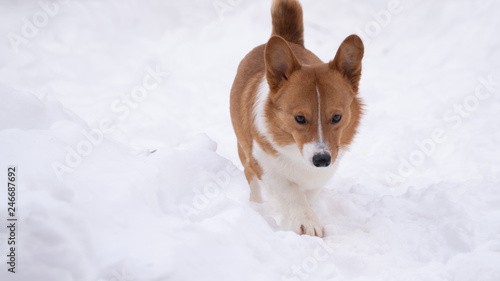 Obraz na płótnie corgi dog pet w salonie