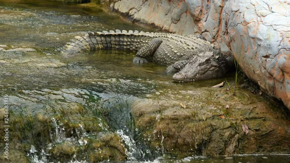 crocodile sleeping on rock with water crocodile sleeping on rock with water