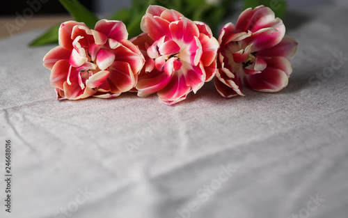 tulips on the gray linen background