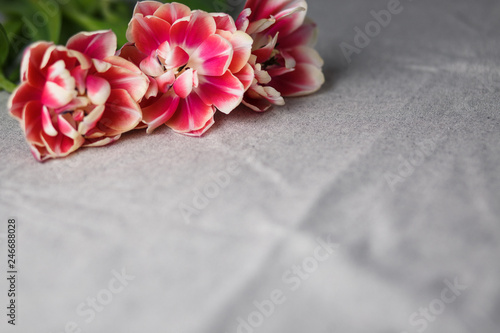 tulips on the gray linen background