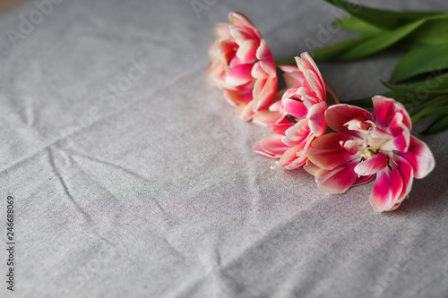 tulips on the gray linen background