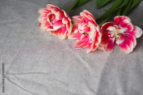 tulips on the gray linen background