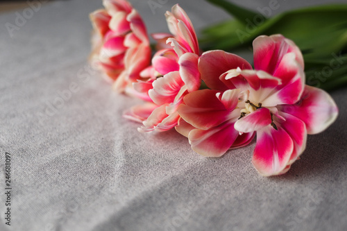 tulips on the gray linen background