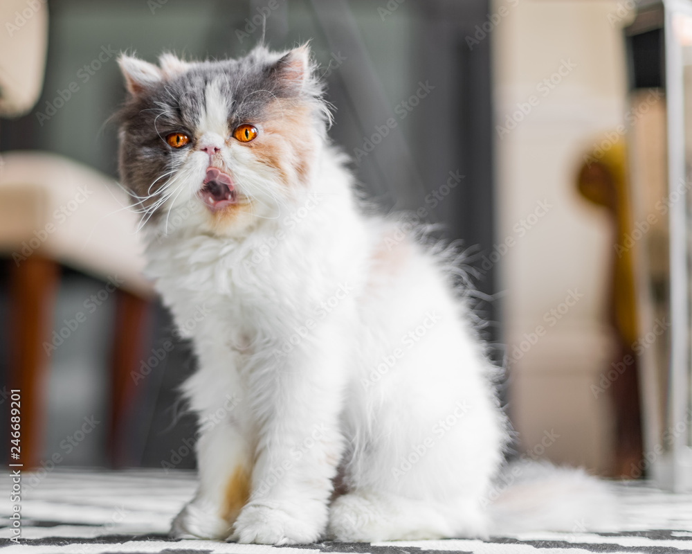 Persian grey and white sales cat