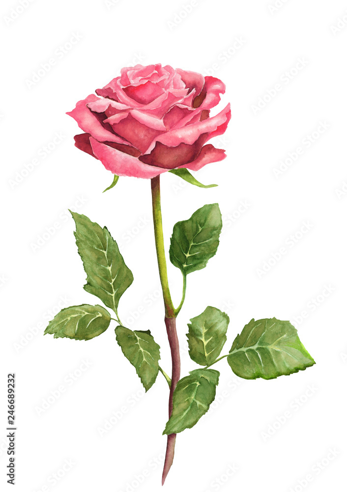 Watercolor hand drawn blooming single pink rose isolated on white Watercolor hand drawn blooming single pink rose isolated on white