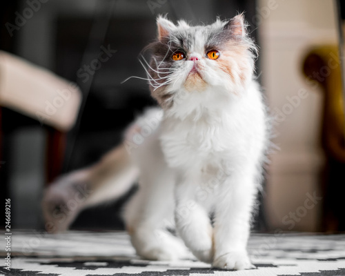 Persian cat with beautiful eyes. white grey and brown.
