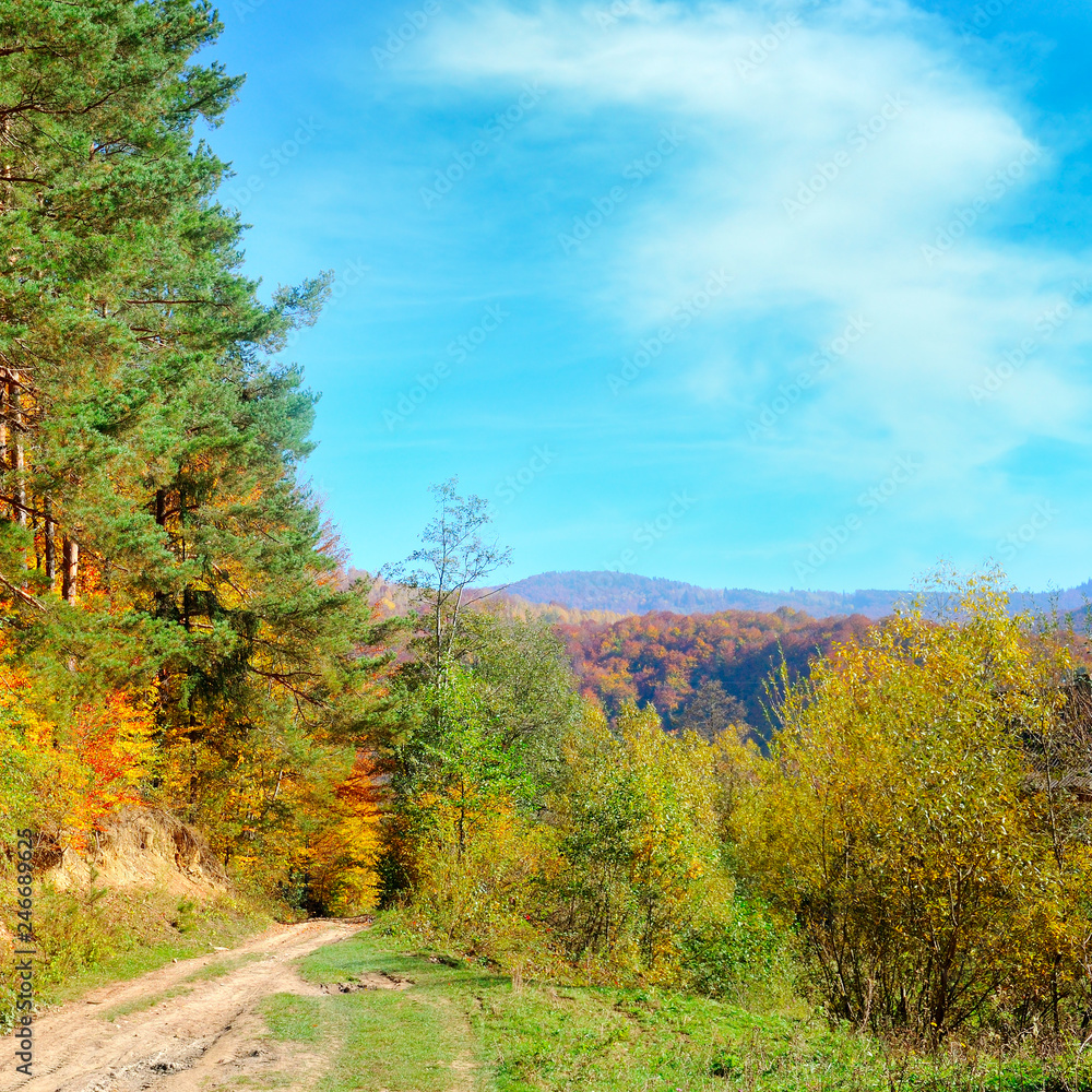 Colorful autumn landscape with picturesque forest and old country road.