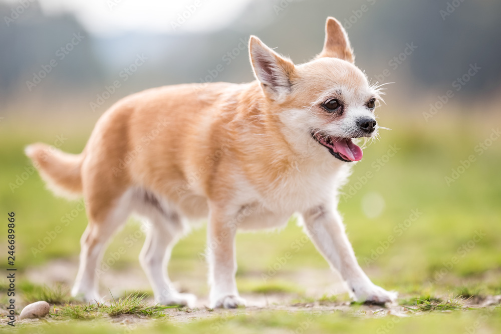 Chihuahua playing in the park