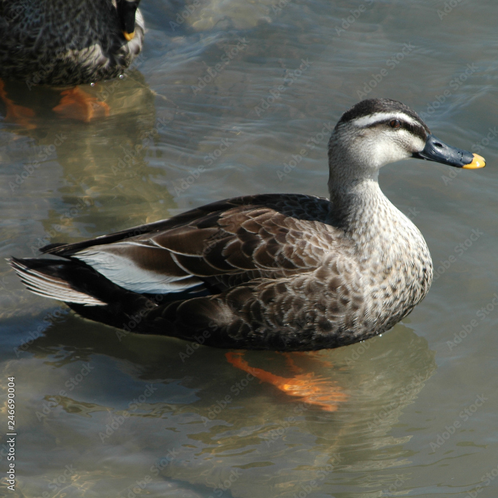 Fototapeta premium 野鳥