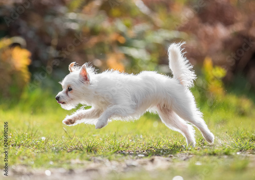 small white dog in the countryside