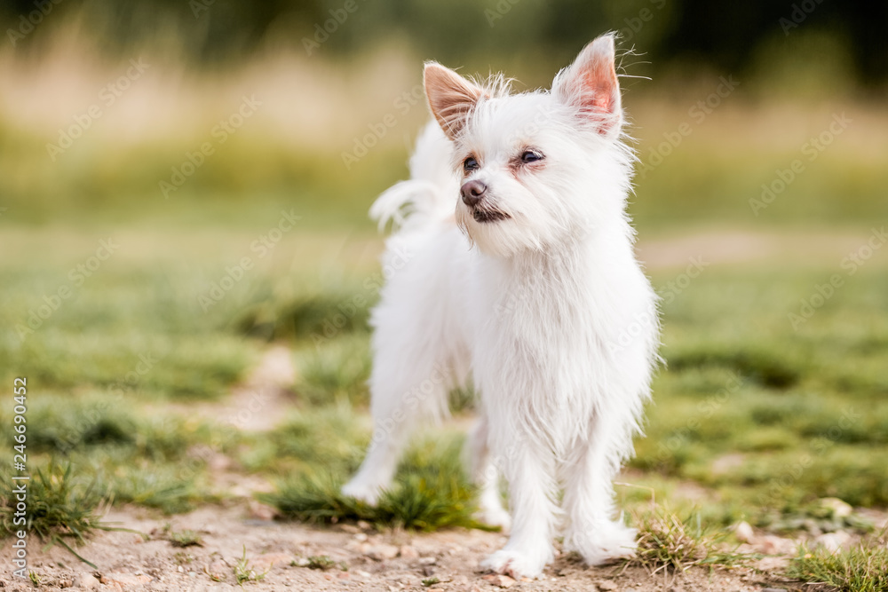 Fototapeta premium small white dog in the countryside
