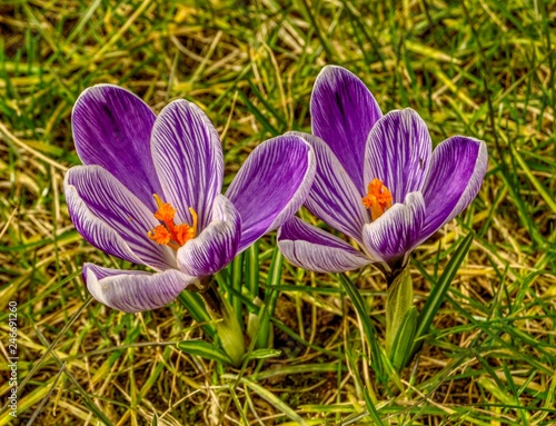 Two purple-white crocus flowers 4