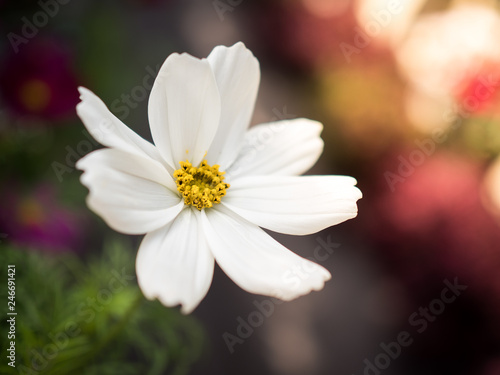 white flower