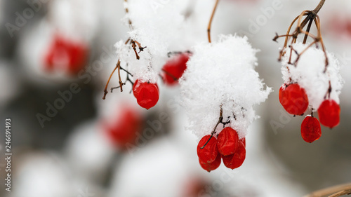 Branch of viburnum in snow  close-up