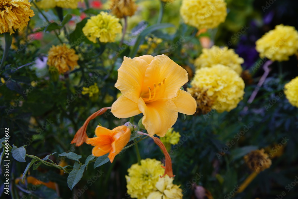Daffodils and Marigold flowers by Skip Weeks Daffodils and Marigold flowers by Skip Weeks
