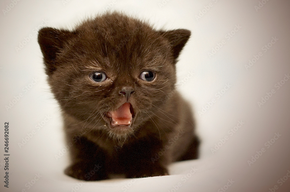 Little cute kitten close up. Portrait of kitten. Funny screaming young kitten on a light background. For lovers of adorable cats