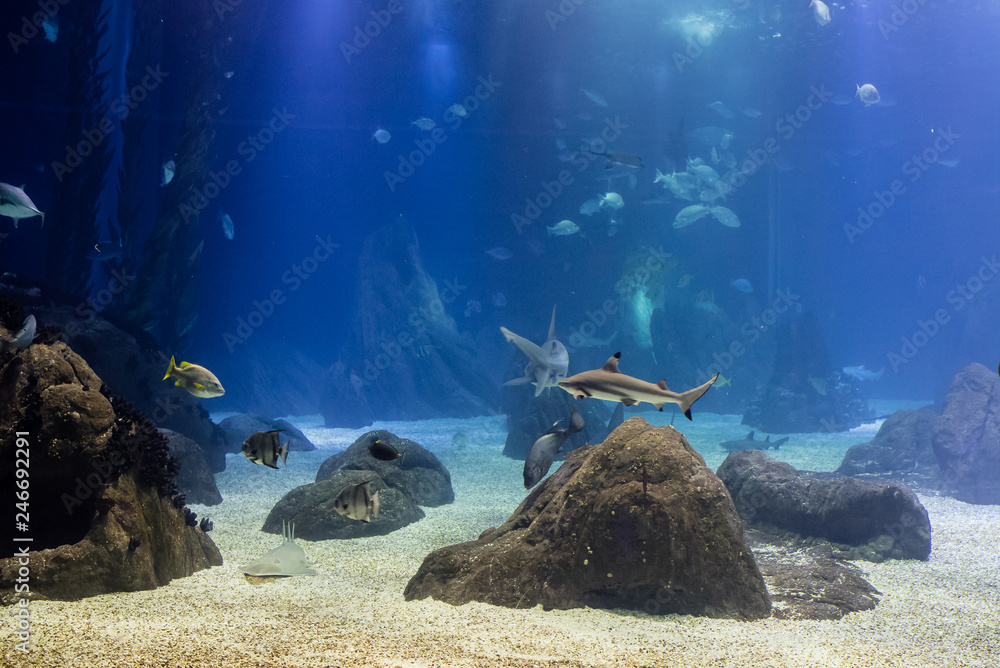 Fototapeta premium blacktip sharks and other tropical fish in their oceanic environment