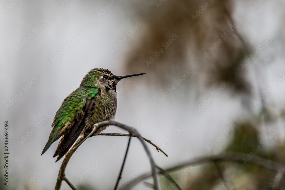 Fototapeta premium Anna's hummingbird