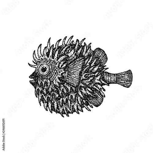 Dotwork Fish Hedgehog