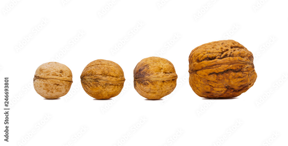 four walnuts isolated on a white background four walnuts isolated on a white background