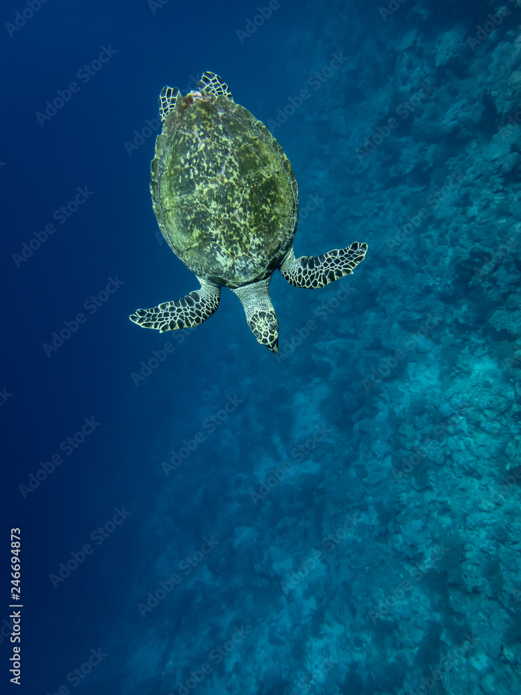 A sea turtle by the coral reef wall in Red Sea, Egypt A sea turtle by the coral reef wall in Red Sea, Egypt