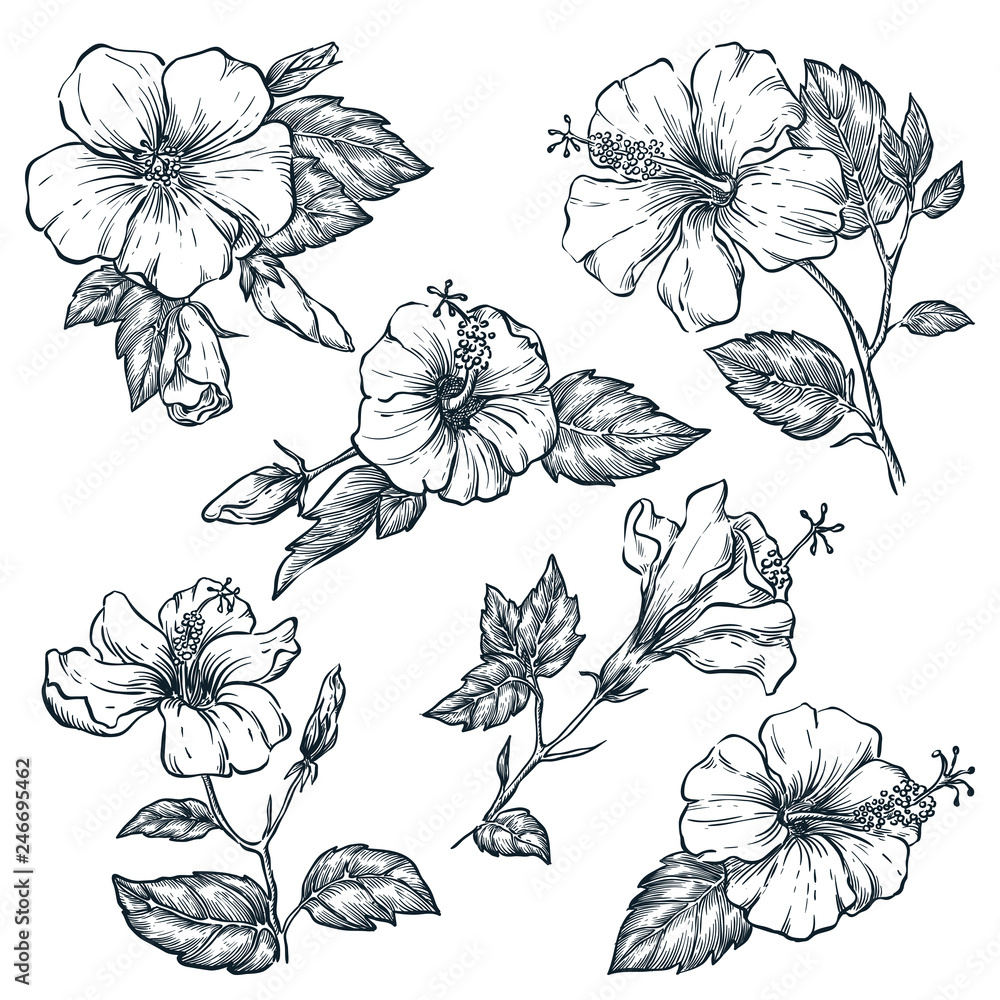 Tropical Flowers Sketch Stock Illustrations  24024 Tropical Flowers Sketch  Stock Illustrations Vectors  Clipart  Dreamstime