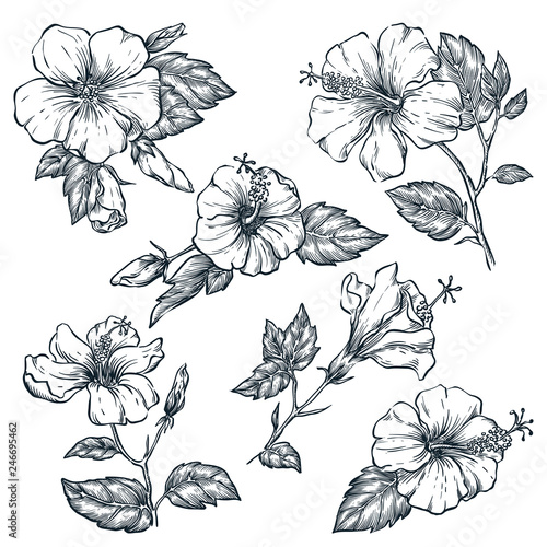 Tropical flowers set, vector sketch illustration. Hand drawn tropic nature and floral design elements.