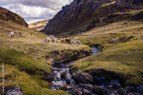 Alpacas graze by a stream in the mountains photo