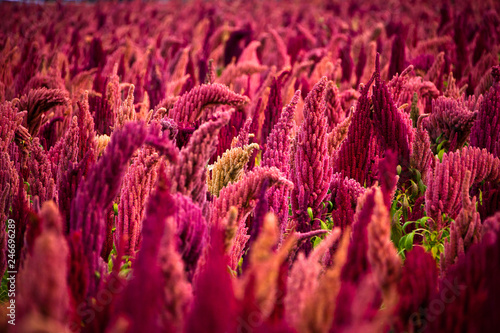 Close up of sorghum field