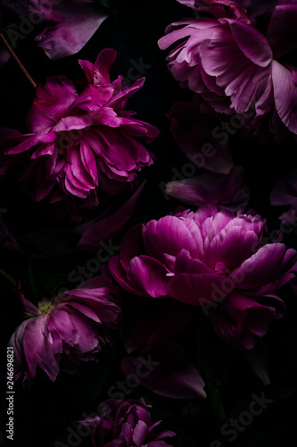 Wallpaper Mural Purple peonies Torontodigital.ca