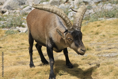 Cabra Montesa en Gredos Cabra con grandes cuernos mirando de lado
