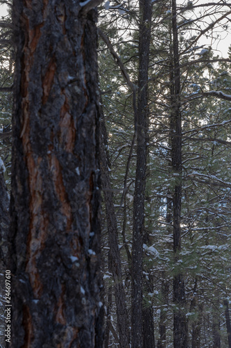 trees in forest