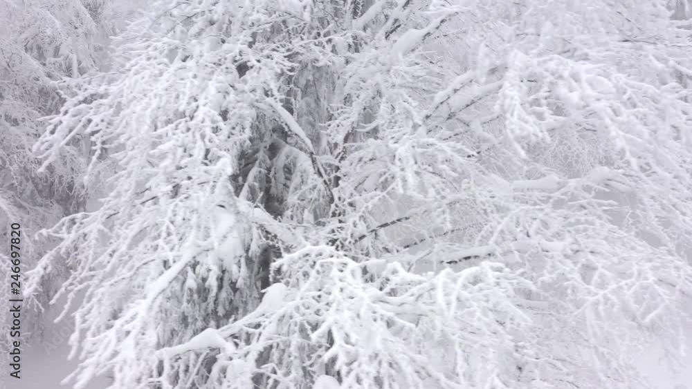 Aerial view of snow covered trees in the mountains in winter Aerial view of snow covered trees in the mountains in winter