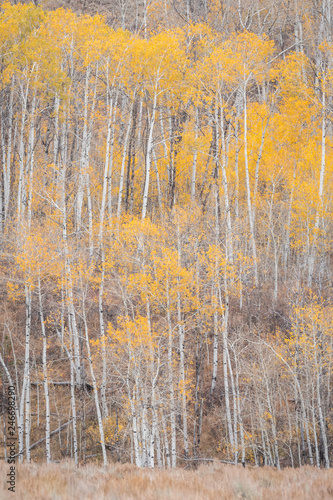 Wallpaper Mural Vertical view of aspens on a mountainside in fall colors. Torontodigital.ca