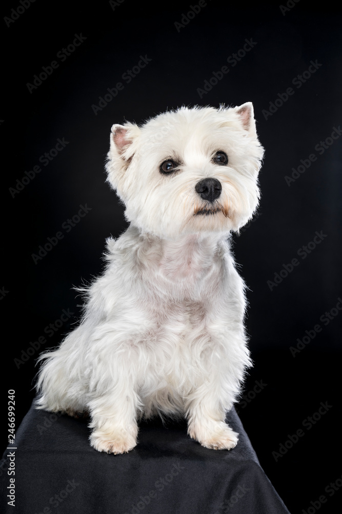 White West Highland Terrier sitting looking at camera isolated back background White West Highland Terrier sitting looking at camera isolated back background