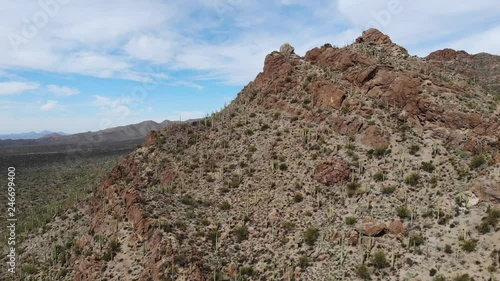 Saguaros in Arizona