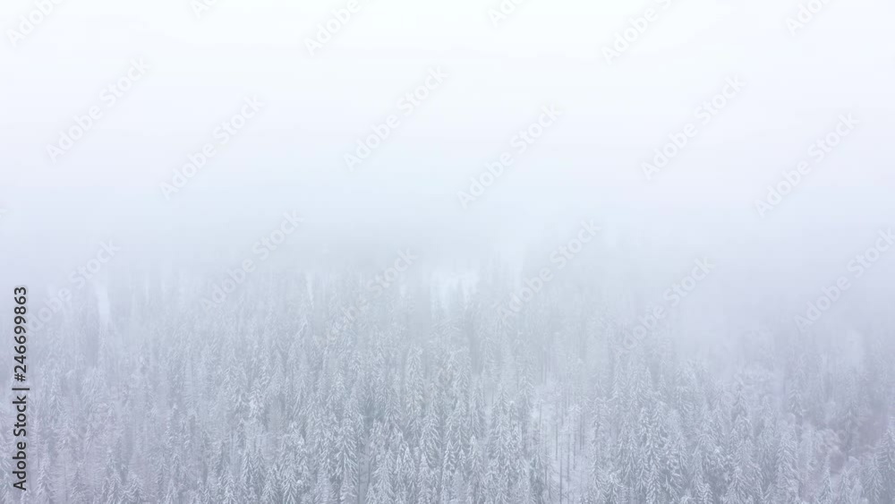 Flight over snowstorm in a snowy mountain coniferous forest, foggy unfriendly winter weather. Flight over snowstorm in a snowy mountain coniferous forest, foggy unfriendly winter weather.